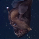 Illustration for article titled Underwater monster captured on video for the first time ever